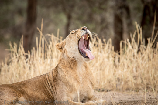 2015-10-18 - Leeuwengaap<br/>Serengeti - Tanzania<br/>Canon EOS 7D Mark II - 420 mm - f/5.6, 1/640 sec, ISO 1600