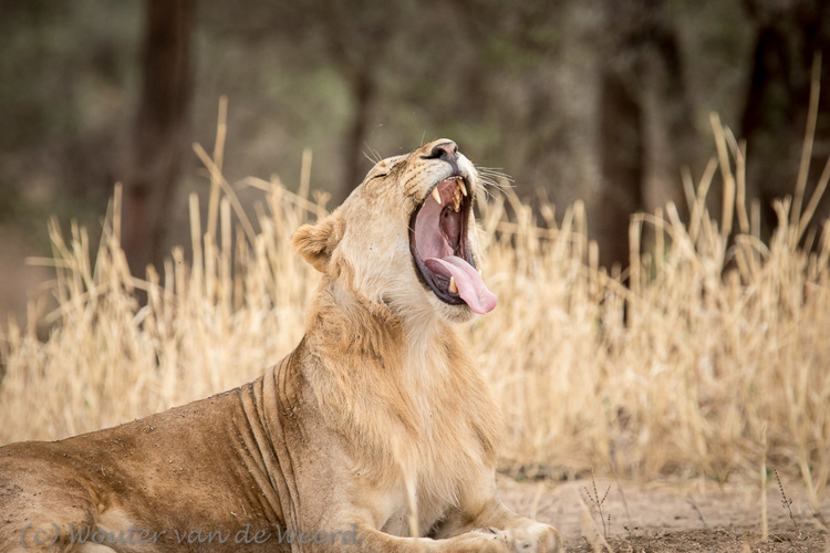 2015-10-18 - Leeuwengaap<br/>Serengeti - Tanzania<br/>Canon EOS 7D Mark II - 420 mm - f/5.6, 1/640 sec, ISO 1600