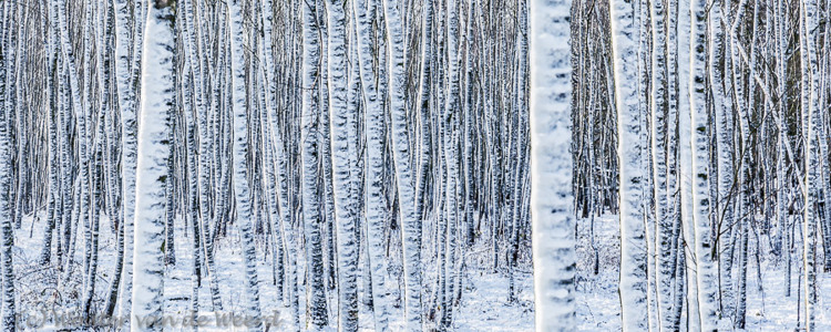 2014-12-28 - Witte berken met sneeuw op de stam<br/>Plantage Willem III - Elst - Nederland<br/>Canon EOS 5D Mark III - 70 mm - f/11.0, 0.05 sec, ISO 200