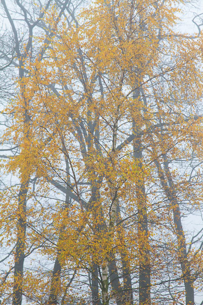 2012-11-19 - Berkengeel in de mist<br/>Plantage Willem III - Elst - Nederland<br/>Canon EOS 7D - 105 mm - f/9.0, 1/60 sec, ISO 400