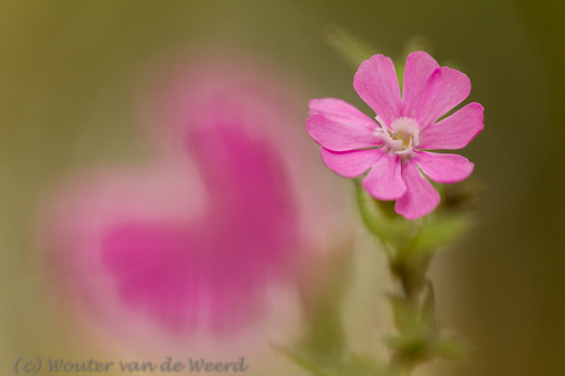 2013-11-11 - Rose bloemetje<br/>Landgoed Boekesteyn - 's-Graveland - Nederland<br/>Canon EOS 7D - 100 mm - f/3.5, 0.01 sec, ISO 400