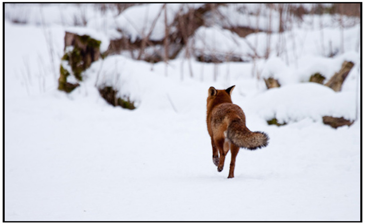 001-01-01 - Vos in de sneeuw<br/>Oostvaardersplassen - Lelystad - Nederland<br/> -  - , , ISO