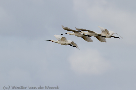 2012-09-15 - Lepelaars in vlucht<br/>De Slufter - Texel - Nederland<br/>Canon EOS 7D - 300 mm - f/5.0, 1/640 sec, ISO 100