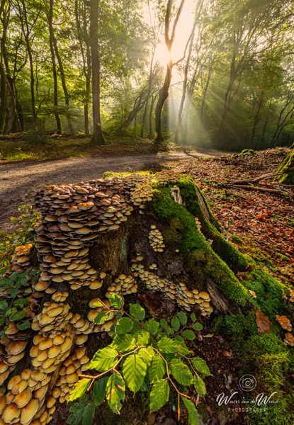 2026-10-02 - Paddenstoelen en zonneharp<br/>Speuldersbos - Garderen - Nederland<br/>Canon EOS R5m2 - 14 mm - f/16.0, 0.3 sec, ISO 100