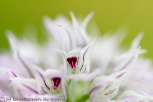 2012-05-04 - Orchis Tridentata<br/>Lesbos - Griekenland<br/>Canon EOS 7D - 100 mm - f/2.8, 1/250 sec, ISO 400