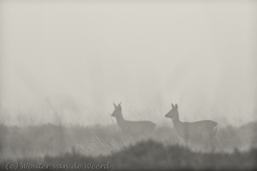 2012-11-24 - Twee reetjes in de mist in coulissen-landschap<br/>Westerheide - Hilversum - Nederland<br/>Canon EOS 7D - 300 mm - f/3.2, 1/800 sec, ISO 200