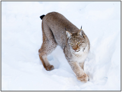 2011-02-10 - Lynx in de sneeuw<br/>Ranua Wildlife Park - Ranua - Finland<br/>Canon EOS 7D - 300 mm - f/3.2, 1/800 sec, ISO 200
