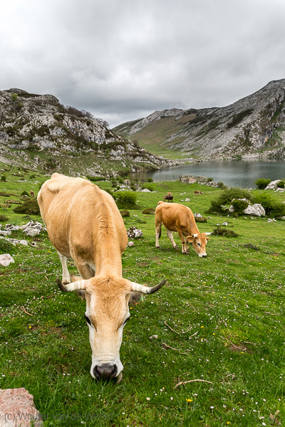 2015-05-01 - Koeien bij Lago de Enol<br/>Picos de Europa - Cagnas de Onis - Spanje<br/>Canon EOS 5D Mark III - 24 mm - f/5.6, 1/160 sec, ISO 400