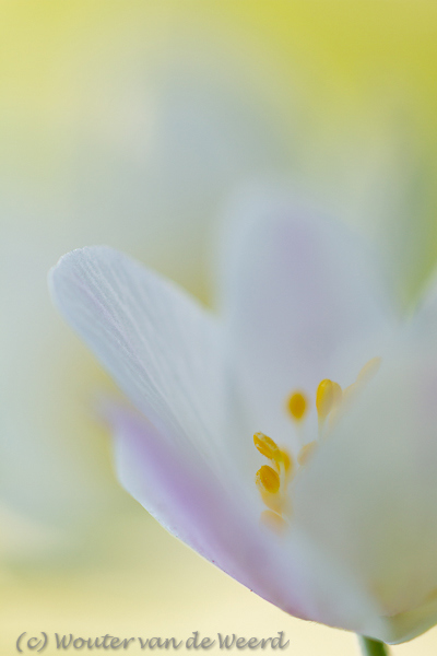 2012-03-19 - Bosanemoon <br/>Landgoed Amelisweerd - Bunnik-Utrecht - Nederland<br/>Canon EOS 7D - 100 mm - f/2.8, 1/200 sec, ISO 200