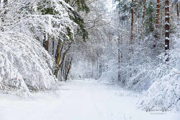 2026-01-04 - Werkelijk alles is wit<br/>Bornia -Heidestein - Zeist - Nederland<br/>Canon EOS R6m2 - 95 mm - f/8.0, 1/125 sec, ISO 800