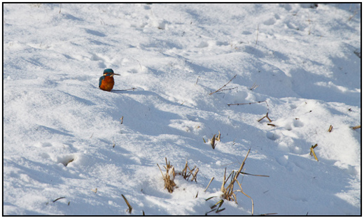 2010-01-31 - IJsvogel zittend in de sneeuw<br/>Polder Arkemheen - Nijkerk - Nederland<br/>Canon EOS 50D - 400 mm - f/8.0, 1/2000 sec, ISO 400