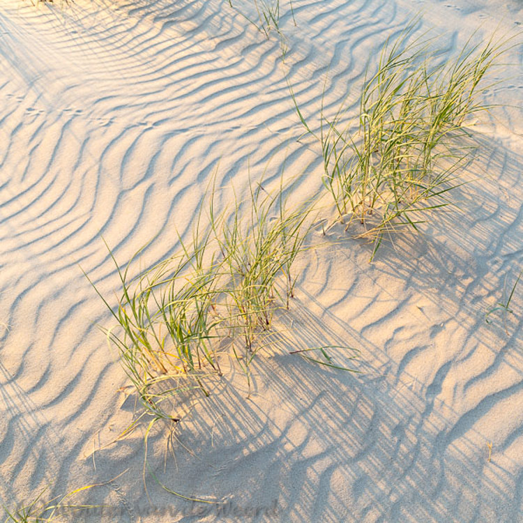 2018-08-08 - Zandstructuur en helmgras<br/>Strand - Vlieland - Nederland<br/>Canon EOS 5D Mark III - 33 mm - f/8.0, 1/40 sec, ISO 400