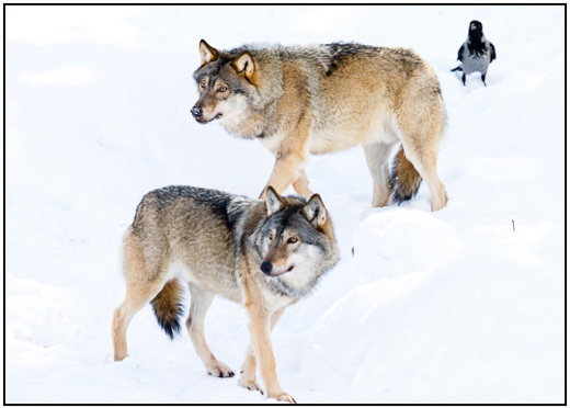 2011-02-10 - Twee wolfen en een kraai in de sneeuw<br/>Ranua Wildlife Park - Ranua - Finland<br/>Canon EOS 7D - 300 mm - f/4.0, 1/1000 sec, ISO 200