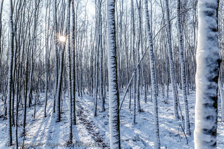 2014-12-28 - Witte berken in de sneeuw<br/>Plantage Willem III - Elst - Nederland<br/>Canon EOS 5D Mark III - 24 mm - f/16.0, 0.05 sec, ISO 200
