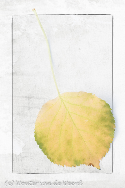2011-11-13 - Klimhortensiablad als kunst-kaart<br/>Thuis - Zeist - Nederland<br/>Canon EOS 7D - 100 mm - f/22.0, 1/15 sec, ISO 200