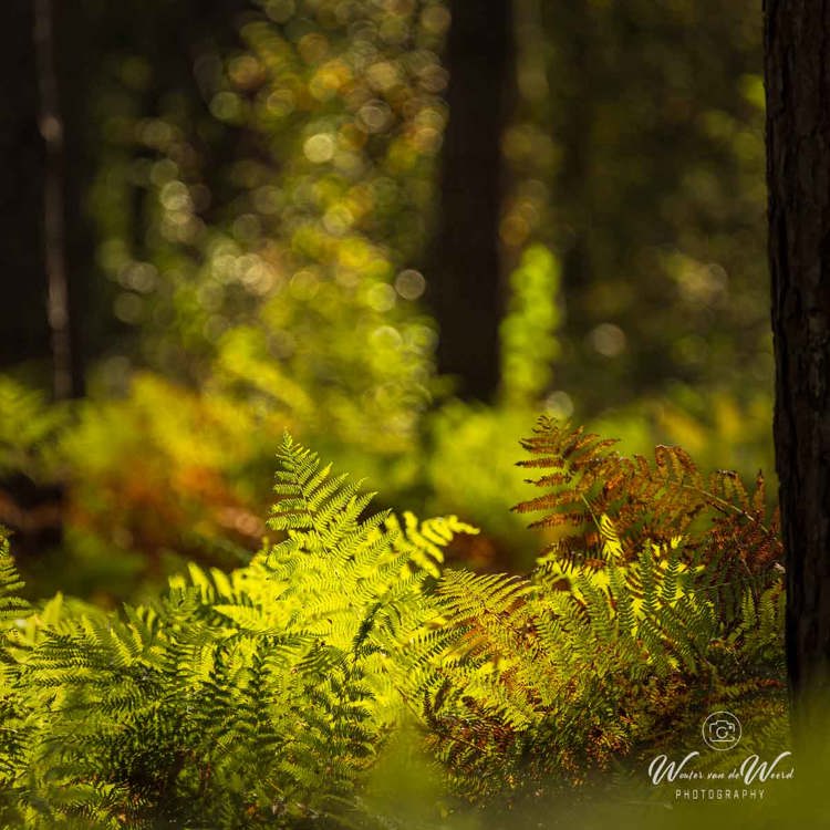 2024-09-28 - Varens met tegenlicht<br/>Weerterbos - Nederweert - Nederland<br/>Canon EOS R6m2 - 400 mm - f/6.3, 1/500 sec, ISO 1000