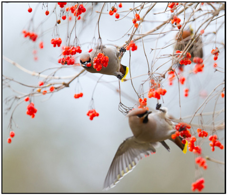 2011-03-05 - Drie Pestvogels bij elkaar in de bessenstruik<br/>Park bij Boterslootweg - Wijk bij Duurstede - Nederland<br/>Canon EOS 7D - 420 mm - f/4.0, 1/160 sec, ISO 400