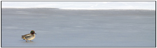 2010-01-31 - Wintertaling op het ijs<br/>Polder Arkemheen - Nijkerk - Nederland<br/>Canon EOS 50D - 400 mm - f/8.0, 1/400 sec, ISO 200