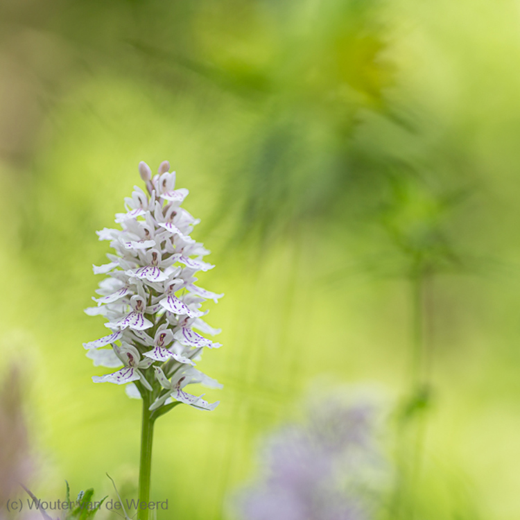 2020-06-02 - Gevlekte orchis<br/>Texel - Nederland<br/>Canon EOS 5D Mark III - 100 mm - f/3.2, 1/320 sec, ISO 200