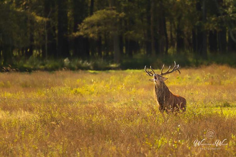 2024-09-28 - Burlend hert<br/>Weerterbos - Nederweert - Nederland<br/>Canon EOS R6m2 - 400 mm - f/5.6, 1/500 sec, ISO 800