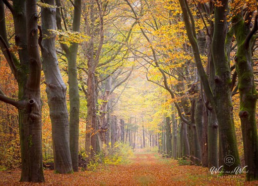 2021-11-13 - Beukenlaan in herfst-kleuren<br/>Krakelingse Bos - Zeist - Nederland<br/>Canon EOS 5D Mark III - 145 mm - f/11.0, 5 sec, ISO 100