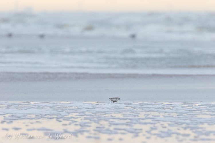 2020-01-04 - Drieteenstrandloper op zoek naar wat lekkers<br/>Strand - Katwijk aan zee - Nederland<br/>Canon EOS 7D Mark II - 400 mm - f/5.6, 1/320 sec, ISO 800