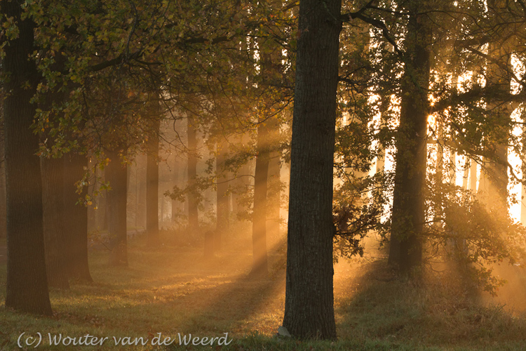 2011-11-19 - Zonnestralen door de mistige bomen<br/>Langbroek - Nederland<br/>Canon EOS 7D - 55 mm - f/11.0, 0.05 sec, ISO 400