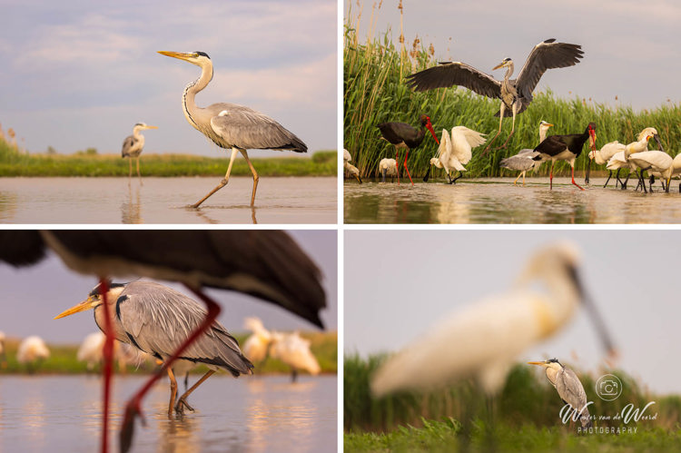 Fotohutten Bence Mate Hongarije - reigers en lepelaars vanuit The Theatre