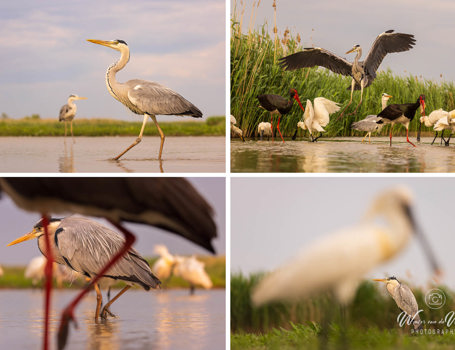 Fotograferen Fotograferen