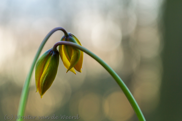 2016-04-07 - Close together - Bostulp<br/>Landgoed Amelisweerd - Bunnik-Utrecht - Nederland<br/>Canon EOS 5D Mark III - 100 mm - f/4.0, 0.01 sec, ISO 800