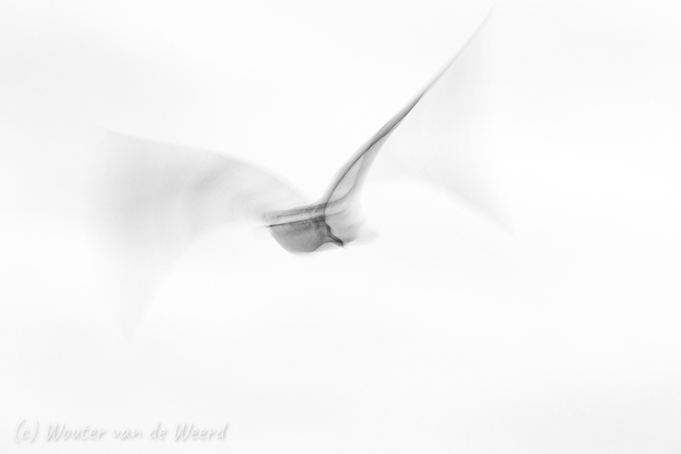 2020-01-04 - Meeuw abstract<br/>Strand - Katwijk aan zee - Nederland<br/>Canon EOS 7D Mark II - 400 mm - f/14.0, 0.1 sec, ISO 100