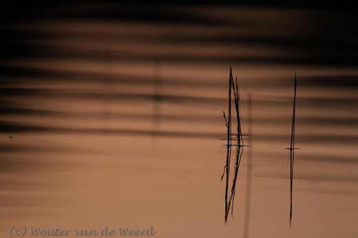 2012-03-15 - Rietstengels bij zonsondergang<br/>Loofles - Kootwijk - Nederland<br/>Canon EOS 7D - 300 mm - f/2.8, 1/2500 sec, ISO 400