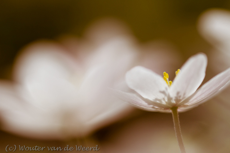 2012-03-22 - Bosanemonen<br/>Landgoed Amelisweerd - Bunnik-Utrecht - Nederland<br/>Canon EOS 7D - 100 mm - f/2.8, 1/2000 sec, ISO 200