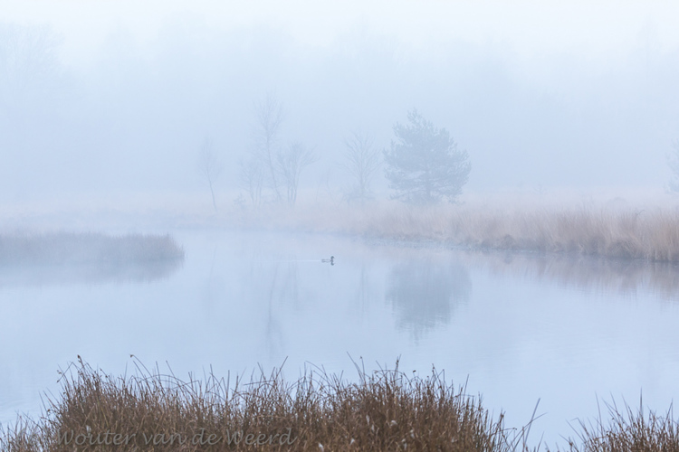 2015-03-20 - Wilde eend in de mist<br/>Kootwijkerveen - Kootwijk - Nederland<br/>Canon EOS 5D Mark III - 100 mm - f/8.0, 0.01 sec, ISO 800