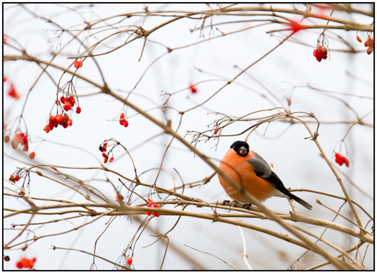 2011-03-05 - Goudvink (mannetje) in de bessenstruik<br/>Park bij Boterslootweg - Wijk bij Duurstede - Nederland<br/>Canon EOS 7D - 420 mm - f/4.0, 1/800 sec, ISO 400
