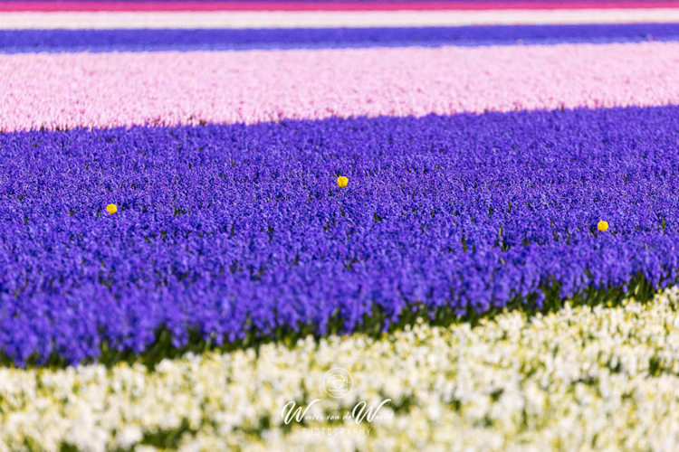 2023-04-18 - Buitenbeentjes in het bloembollenveld<br/>Noord-Holland - Nederland<br/>Canon EOS R5 - 400 mm - f/5.6, 1/1000 sec, ISO 400