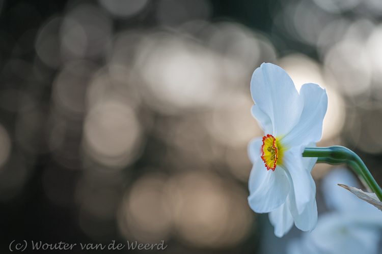 2016-04-14 - Dichtersnarcis en bokeh bubbels<br/>Landgoed Amelisweerd - Bunnik-Utrecht - Nederland<br/>Canon EOS 5D Mark III - 100 mm - f/4.0, 1/400 sec, ISO 400