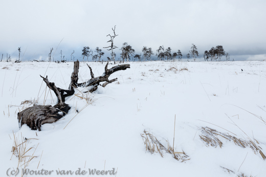 2015-01-30 - Verbrande bomen<br/>Noir Flohay - Baraque Michel - België<br/>Canon EOS 5D Mark III - 35 mm - f/11.0, 1/160 sec, ISO 200