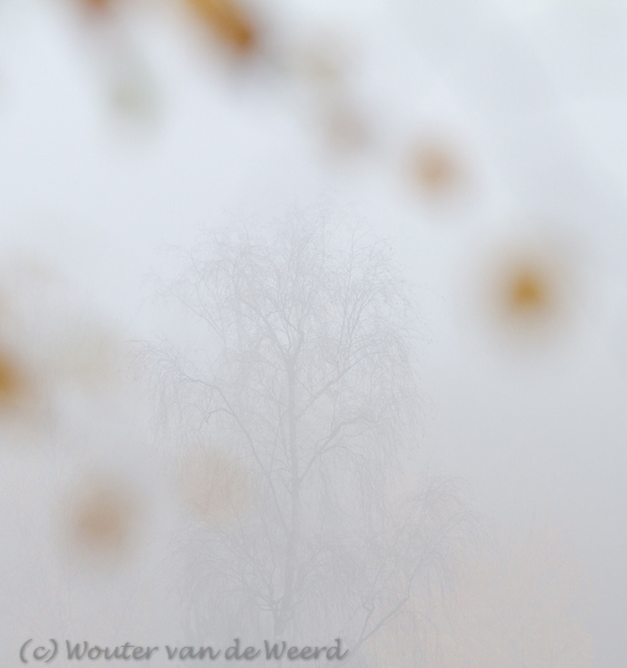 2012-11-19 - Kale boom door de blaadjes van een berk gezien<br/>Plantage Willem III - Elst - Nederland<br/>Canon EOS 7D - 190 mm - f/5.6, 1/250 sec, ISO 400