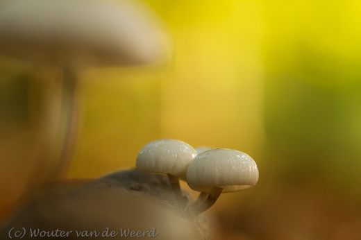 2013-09-30 - Porceleinzwammetjes in herfstkleuren<br/>Landgoed Moersbergen - Doorn - Nederland<br/>Canon EOS 7D - 100 mm - f/4.0, 1/40 sec, ISO 400