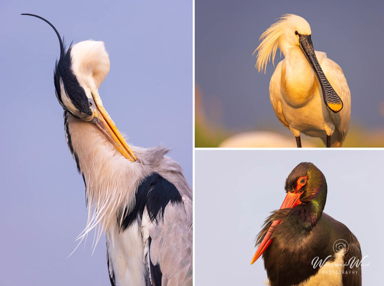 Fotohutten Bence Mate Hongarije - portretjes van blauwe reiger, lepelaar en zwarte ooievaar