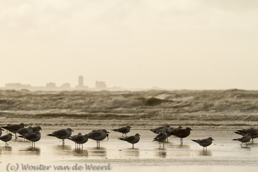 2011-12-30 - Meeuwen op het strand, Zandvoort op de achtergrond<br/>Zuidpier en strand - IJmuiden - Nederland<br/>Canon EOS 7D - 190 mm - f/7.1, 1/2500 sec, ISO 400