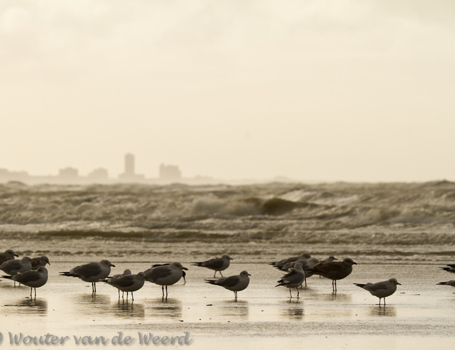 IJmuiden