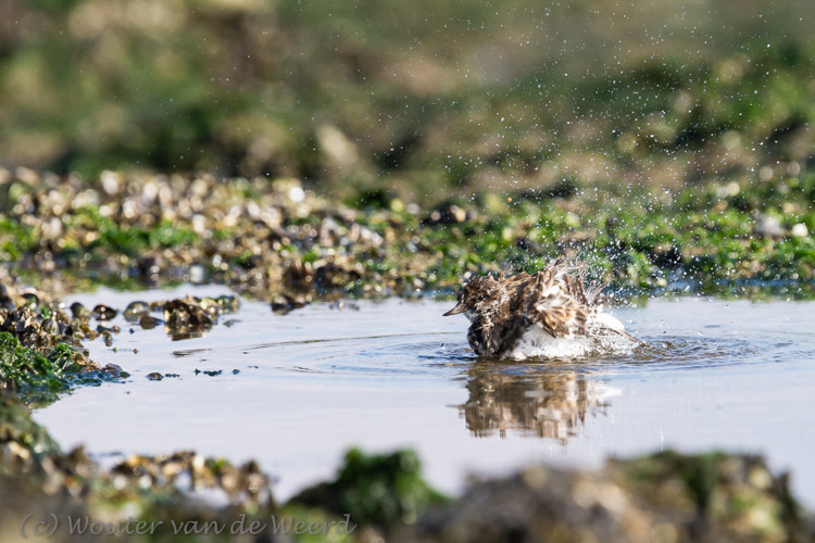 2013-10-07 - Steenloper in bad<br/>Strand bij Pier van IJmuiden - IJmuiden - Nederland<br/>Canon EOS 7D - 420 mm - f/5.6, 1/1250 sec, ISO 400