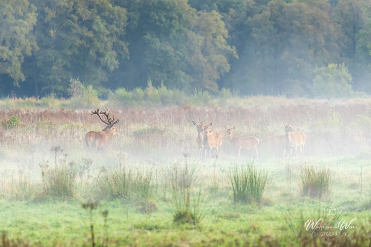 2024-09-28 - Hert met zijn hindes in de lage mist<br/>Weerterbos - Nederweert - Nederland<br/>Canon EOS R6m2 - 400 mm - f/5.6, 1/60 sec, ISO 6400