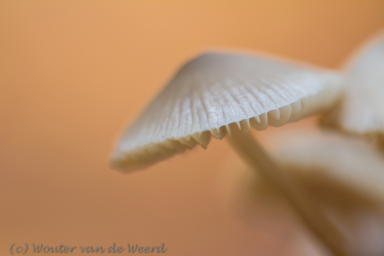 2012-10-15 - Paddenstoelhoed in warme kleur<br/>Kaapse bossen - Doorn - Nederland<br/>Canon EOS 7D - 100 mm - f/4.0, 1/80 sec, ISO 400