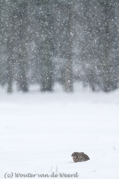 2013-01-26 - Konijn in een sneeuwbui<br/>Landgoed Beerschoten - De Bilt - Nederland<br/>Canon EOS 7D - 420 mm - f/4.5, 1/500 sec, ISO 250