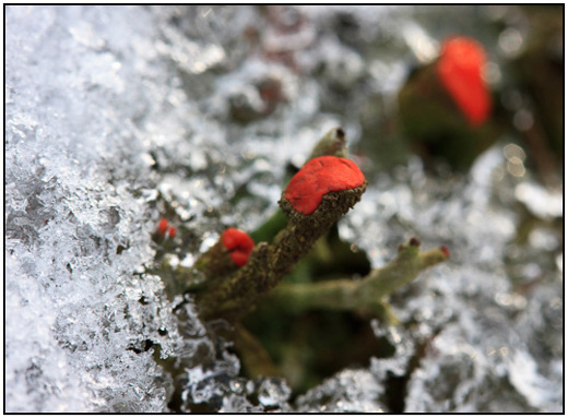 2010-02-15 - Rood bekermos (Cladonia coccifera)  in de sneeuw<br/>NP De Hoge Veluwe - Otterlo - Nederland<br/>Canon EOS 50D - 60 mm - f/8.0, 1/125 sec, ISO 400