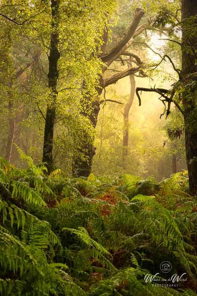 2024-09-07 - Sfeer in het bos<br/>Nederland<br/>Canon EOS R5 - 105 mm - f/8.0, 1/6 sec, ISO 100