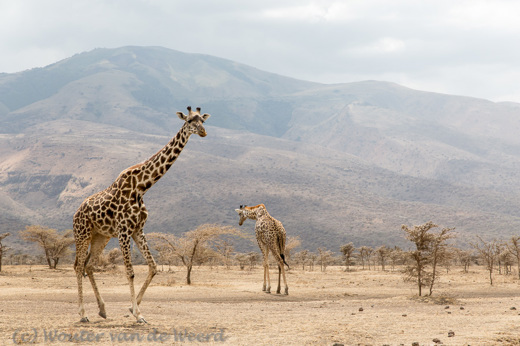 2015-10-19 - Giraffen in de dorre vlakte<br/>Ngorongoro Conservation Area - Tanzania<br/>Canon EOS 5D Mark III - 70 mm - f/8.0, 1/125 sec, ISO 200